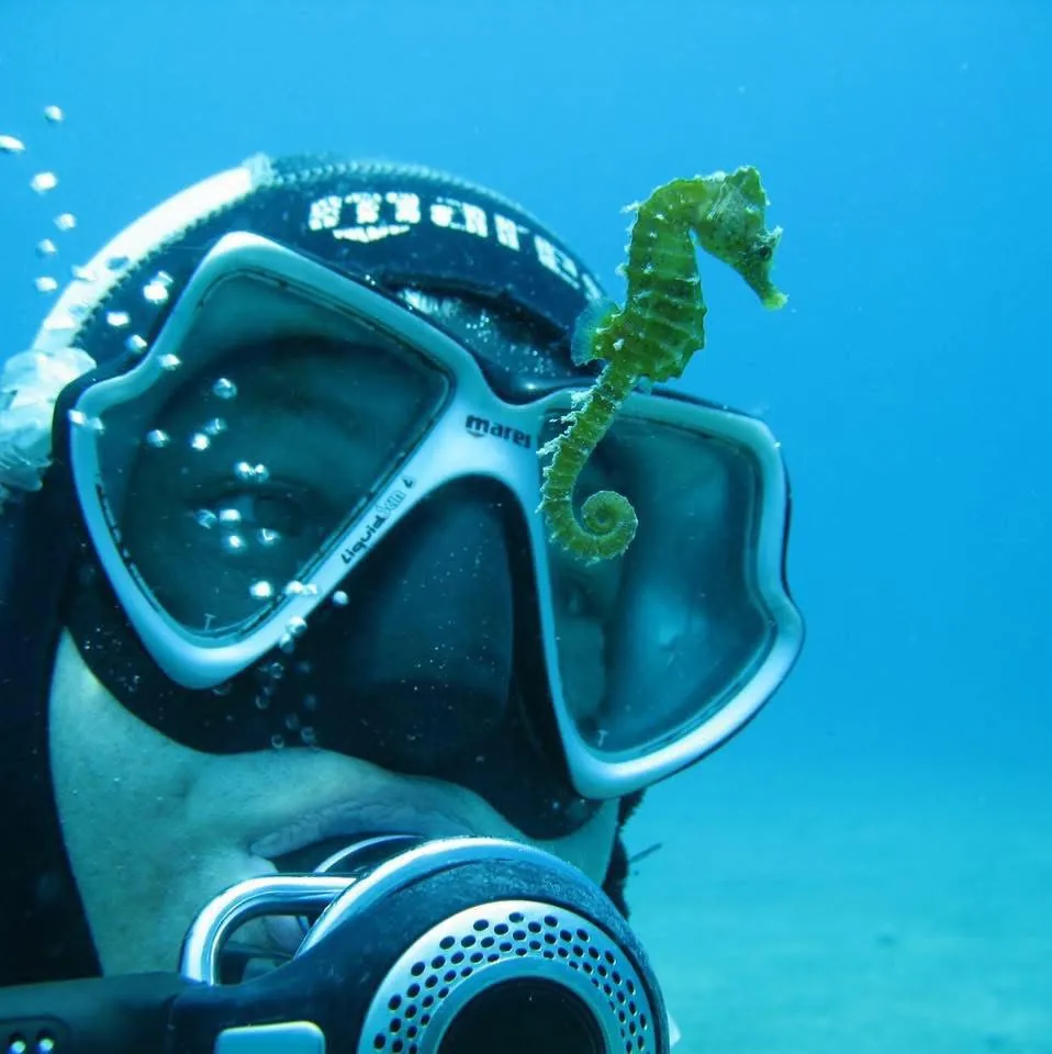 Tiny seahorse resting on a divers mask near Split
